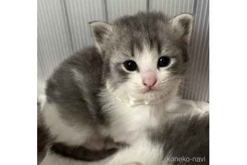 成約済の北海道のその他の猫種-79866の1枚目